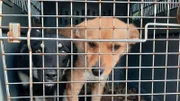 2 Hunde in einer Box Foto für alle Folgen