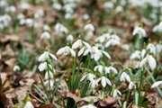 Schneeglöckchen.