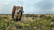 Der Geier erzählt die Geschichte der Tiere der Serengeti. Der Geier erzählt die Geschichte der Tiere der Serengeti.
