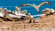 Morus Vögel