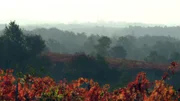 Weinberge/Herbst im Karst.