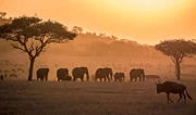 Der Serengeti-Nationalpark ist Tansanias ältester Park.