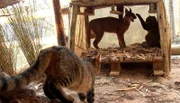 Streit in der Umkhondo-Katzen WG.