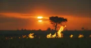 Buschfeuer in der Serengeti entstehen oft durch Blitzeinschlag bei einem Gewitter.