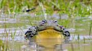 Afrikanischer Ochsenfrosch