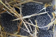 Igel Foto für alle Folgen