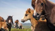 In den Weiten der Hochebenen kann man auf freilebende walisische Bergponies treffen.