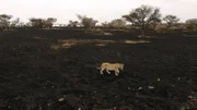 Auch, wenn die Landschaft nach der Feuerbrunst verkohlt ist – schon nach kurzer Zeit erholt sich die Vegetation und erwacht zu neuem Leben.