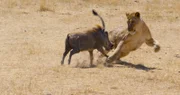 Gegen ein wütendes Warzenschwein hat die Löwin Kali keine Chance.