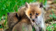 Ein junger Rotfuchs hat den Eichelhäher auf frischer Tat ertappt. Rotfüchse lieben die Deckung der Hangwälder und Hecken.