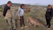 v.l.: Patrick Heinrich und Susa Ladwig besuchen mit Kim Schöman Gepardin Skyla.