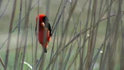Hübscher afrikanischer Vogel
