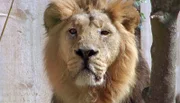Löwe Kashi, aus dem Kronberger Opel-Zoo, ist einsam.