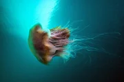 Eine Gelbe Haarqualle (Cyanea capillata): Sie ist auch als „Feuerqualle“ bekannt.