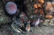 Auf Anglesey dreht sich alles um den Hummer: Da die natürlichen Bestände in den walisischen Gewässern überfischt sind, werden im Rahmen eines Schutzprojekts junge Hummer im Meer ausgesetzt.