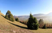 Wacholderheide mit Kalkmagerasen - an solchen kurzrasigen und heißen Standorten leben besonders wärmeliebende Heuschrecken.