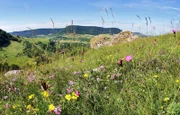 Im Hintergrund Hangbuchenwälder, im Vordergrund hohe Pflanzenvielfalt mit Heidenelken, Kronwicken und Sonnenröschen.