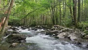 Im kristallklaren Wasser der Bäche und Flüsse lebt eine Vielzahl an verschiedenen Krebsen.