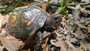 Die Carolina-Dosenschildkröte ist ein Gärtner ohne es zu wissen. Sie fressen die Früchte des Maiapfels und verteilen die Samen mit der passenden Portion Dünger.