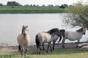 Wildpferde sind Landschaftsgestalter des Auenlandes. Mit ihrer Fülle an Leben gelten Auenlandschaften auch als Urwälder Europas.