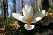 Im Great Smoky Mountains Nationalpark wachsen über 1.660 verschiedene blühende Pflanzen, wie der Kanadische Blutwurz.
