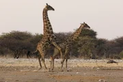SRF DOK Wilde Liebe - Fortpflanzung im Tierreich eim Paarungsakt der Giraffen ist Präzision gefragt.