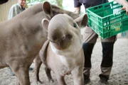 Tapirnachwuchs im Jaderpark.