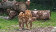 ARD/RB SEEHUND, PUMA & CO FOLGE 177, am Montag um 16:10 Uhr im ERSTEN. Löwinnen im Jaderpark