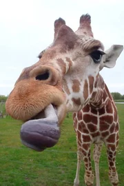 Giraffe mit langer Zunge und krankem Knie.