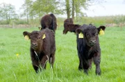 Galloways vom Münchhof: Die Rinder dienen dem Naturschutz auf der Insel Lühesand.