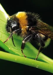 Hummel.