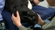 Cane Corso Elvis bei Familie Behrendt.