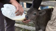Immer wieder werden auf den Trecks Kälber geboren. Um sie für den anstrengenden Weg bei Kräften zu halten, werden manche zusätzlich versorgt.