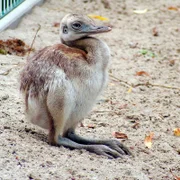 Nanduküken im Jaderpark.