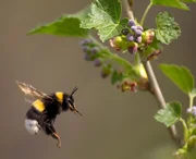 Hummeln sind dicker, haariger und ruhiger als Honigbienen, aber weit weniger aggressiv und bedrohlich als Wespen (hier eine Aufnahme aus dem Frühjahr 2012 in der Nähe von Moskau)