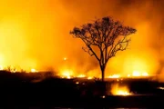 Durch den Klimawandel erhöht sich die Gefahr von Waldbränden  +++