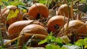 Erntezeit auf dem Kratzerhof bei Freising: Die Kürbisse sind reif und müssen schnell vom Feld. Die ganze Familie hilft zusammen.
