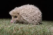 Die Insel Alderney ist für ihre einzigartigen blonden Igel bekannt.