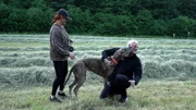 Deutsche Dogge Runa bei Familie Gross.