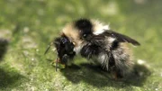 selten: grau-weiße Hochgebiergs-Hummel.