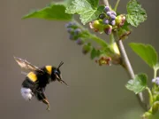 Eine Hummel fliegt auf eine Blume, nahe Moskau.
