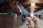 Jan & Henry in einem Reitstall.