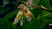 Afrikanische Mantis, stilisierte Augenflecken auf den Fügeln um eventuelle Angreifer abzuschrecken - kann kurze Strecken sehr gut fliegen.