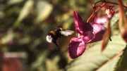 Hummel vor Springkraut.
