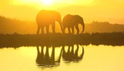 Elefanten in Knysna bei Sonnenaufgang.