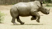 Nashorn