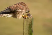 Greifvogel  +++