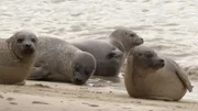 Die Robben erholen sich auf den Sandbänken von der Jagd.