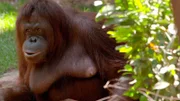 Orangutan
