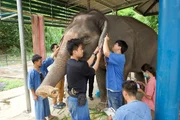 Eingebettet in einen thail&auml;ndischen Wald widmet sich dieses riesige Krankenhaus der Pflege und Rettung von Tausenden von Elefanten pro Jahr.